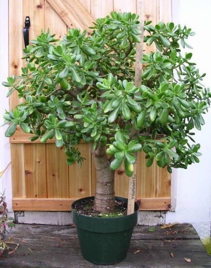 árbol del dinero