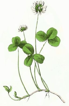 trébol